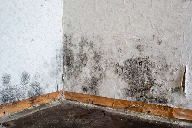 Mold Removal Process in Leeds, AL